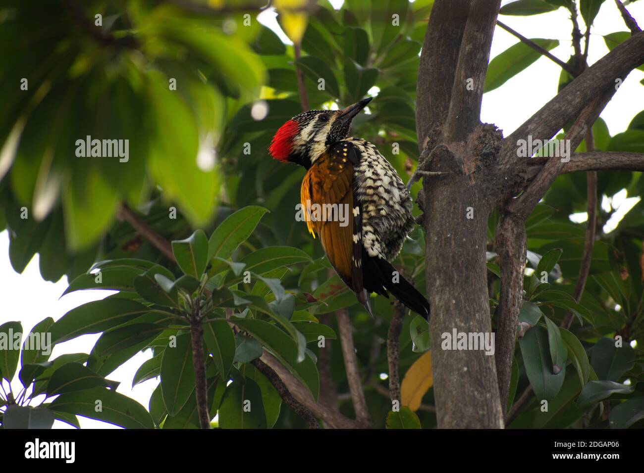 Il picchio pileated è un picchio grande, per lo più nero nativo del Nord America. Insettivore, abita foreste decidue. Foto Stock