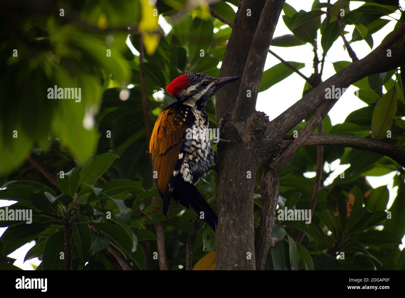 Il picchio pileated è un picchio grande, per lo più nero nativo del Nord America. Insettivore, abita foreste decidue. Foto Stock