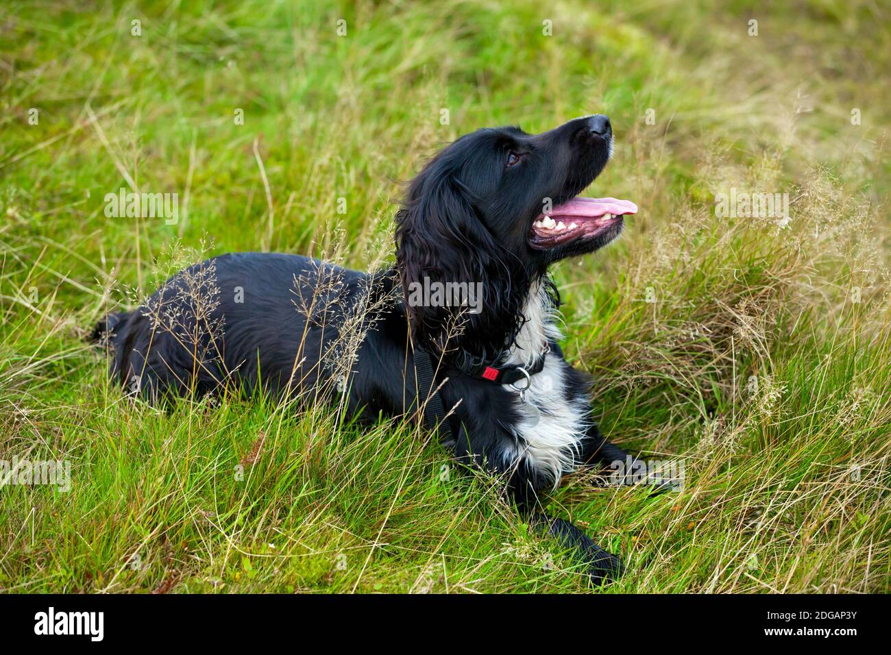 Cocker lavoro spaniel cane con capelli neri e petto bianco giacente in erba guardando in su con l'espressione di allarme sul suo viso. Foto Stock