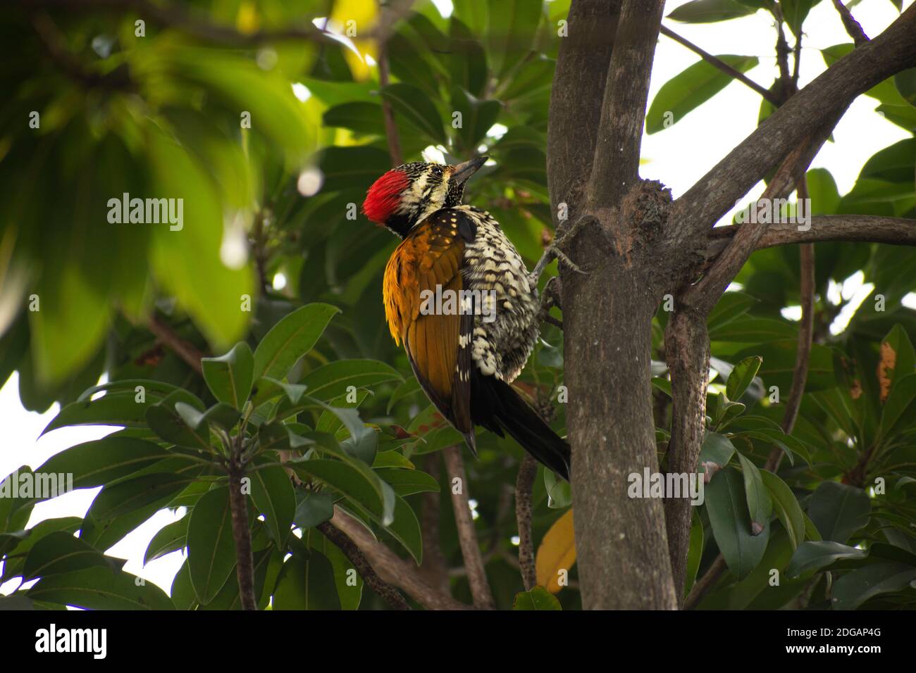 Il picchio pileated è un picchio grande, per lo più nero nativo del Nord America. Insettivore, abita foreste decidue. Foto Stock