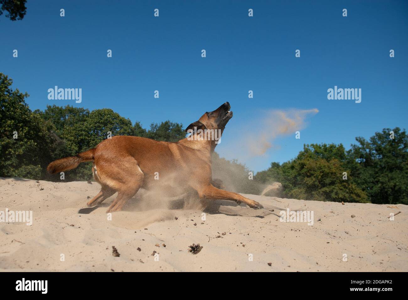 Pastore belga visto dal lato pronto a saltare o. cattura il suo giocattolo in dune di sabbia in una giornata di sole con cielo limpido Foto Stock