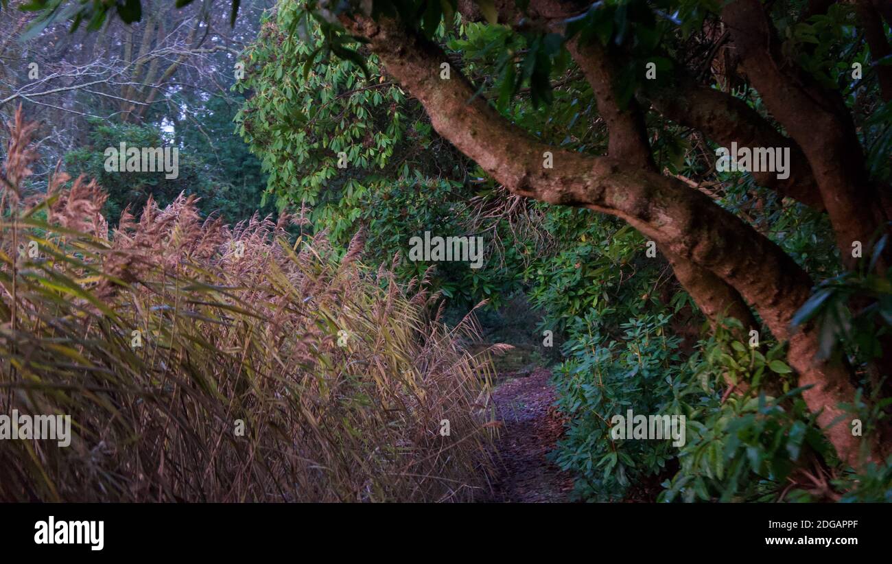 Bellissima immagine autunnale di alberi e canne al mattino luce in autunno Foto Stock