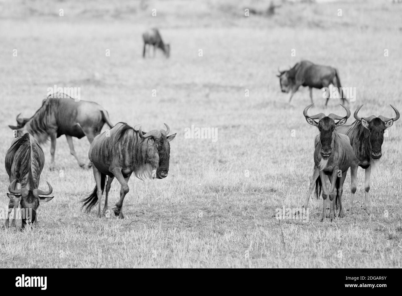 Animali selvatici nel Parco della Riserva Nazionale Maasai Mara nella Contea di Narok, Kenya Foto Stock