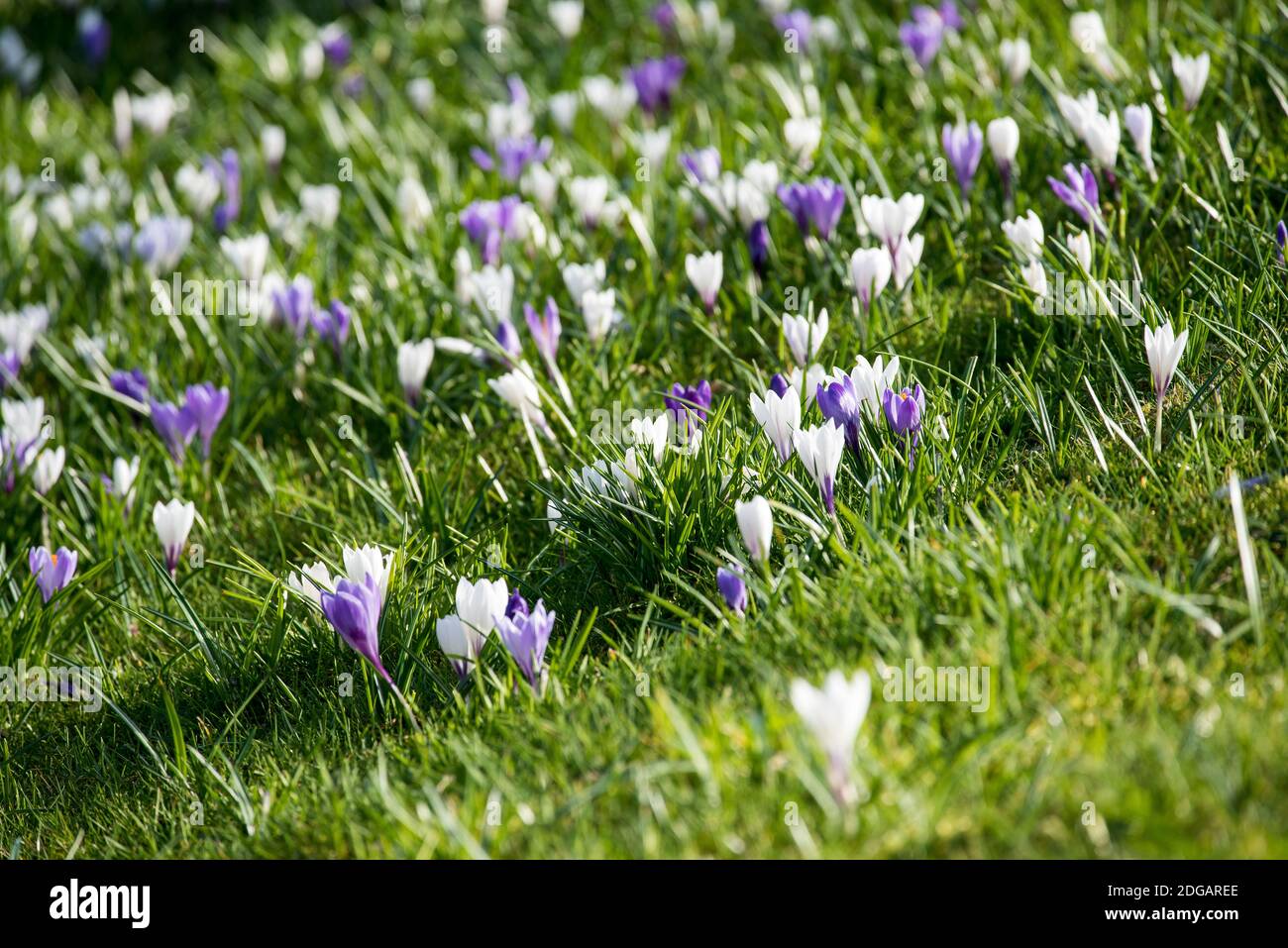 Fiore del croco Foto Stock