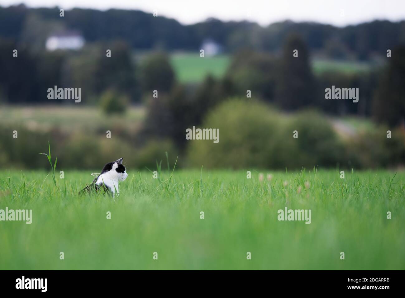 Bianco e nero cat in piedi su un campo di erba di villaggio in background Foto Stock