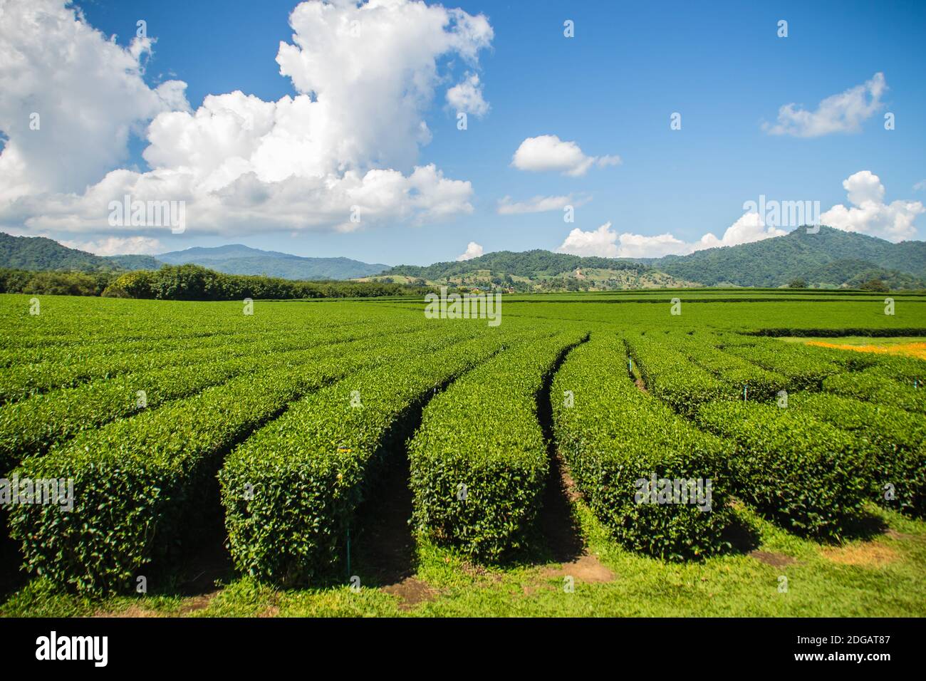 File di alberi da tè nella fattoria cinese del tè. Bellissimo paesaggio del campo da tè verde sotto il cielo blu e sfondo nuvola bianca. Tranquillo montagna Foto Stock