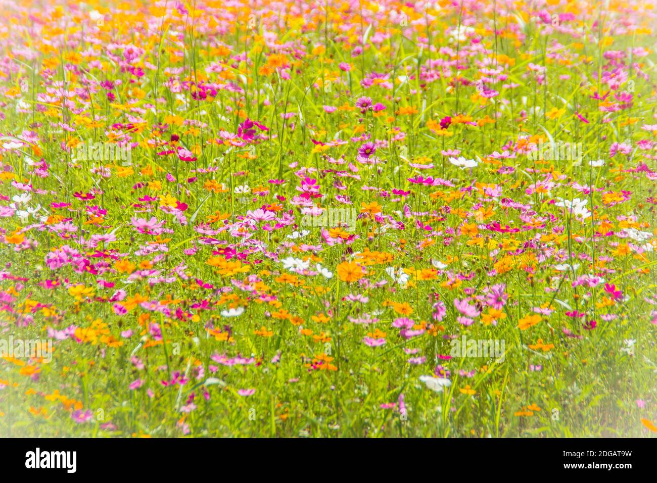 Sfondo colorato di fiori Cosmos nel campo in giornata di sole. Estate e primavera stagione fiori fiorire magnificamente nel campo. Foto Stock