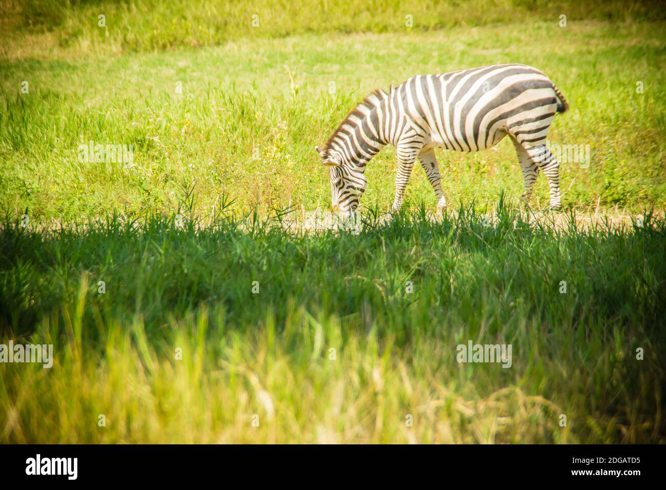 Zebra mangiare l'erba nel campo verde nella giornata di sole. Cute zebra nel campo verde. Foto Stock