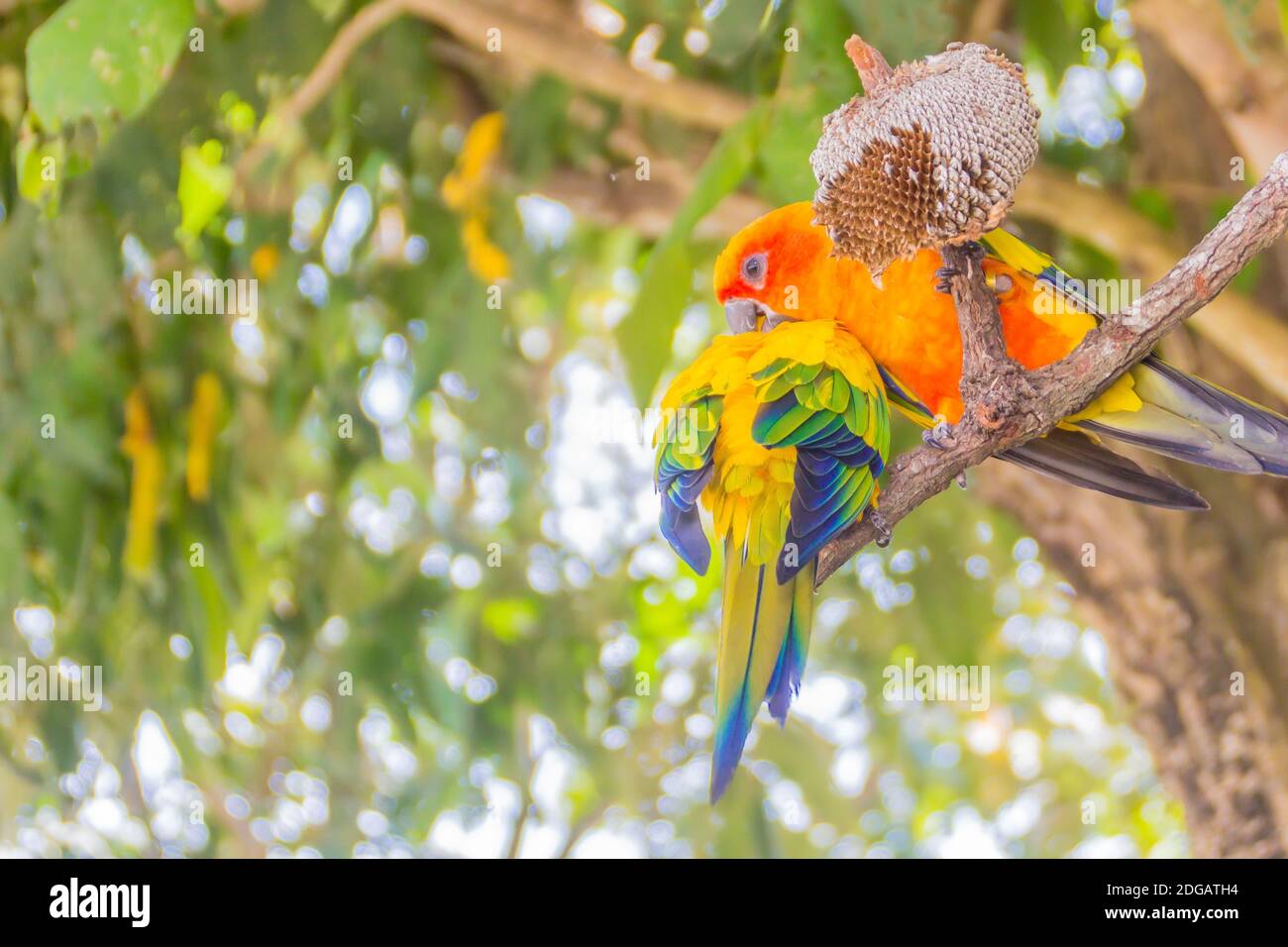 Simpatico sole parakeet o sole conure pappagallo stanno mangiando i semi del fiore del sole. Il suo nome scientifico è Aratinga solstitialis, una taglia media, colorata in modo vibrante Foto Stock