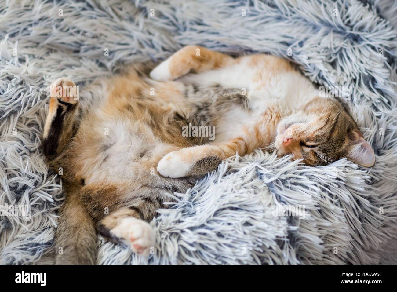 Gattino giovane e pigro che dorme su una coperta Foto Stock