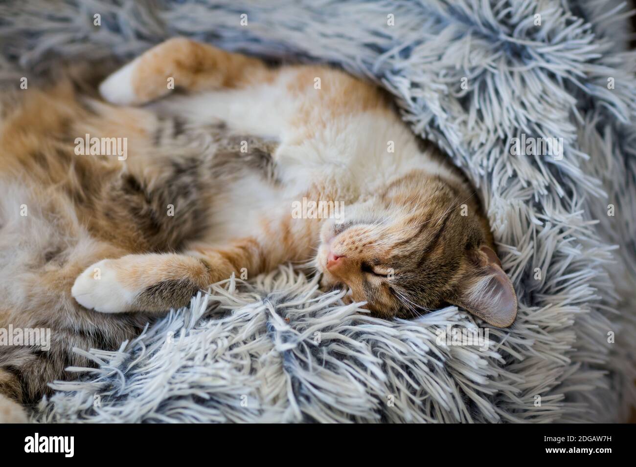 Gattino giovane e pigro che dorme su una coperta Foto Stock