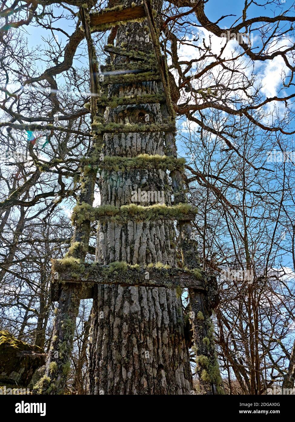 Vecchio albero con scala in luce solare foto: Bo Arrhed Foto Stock