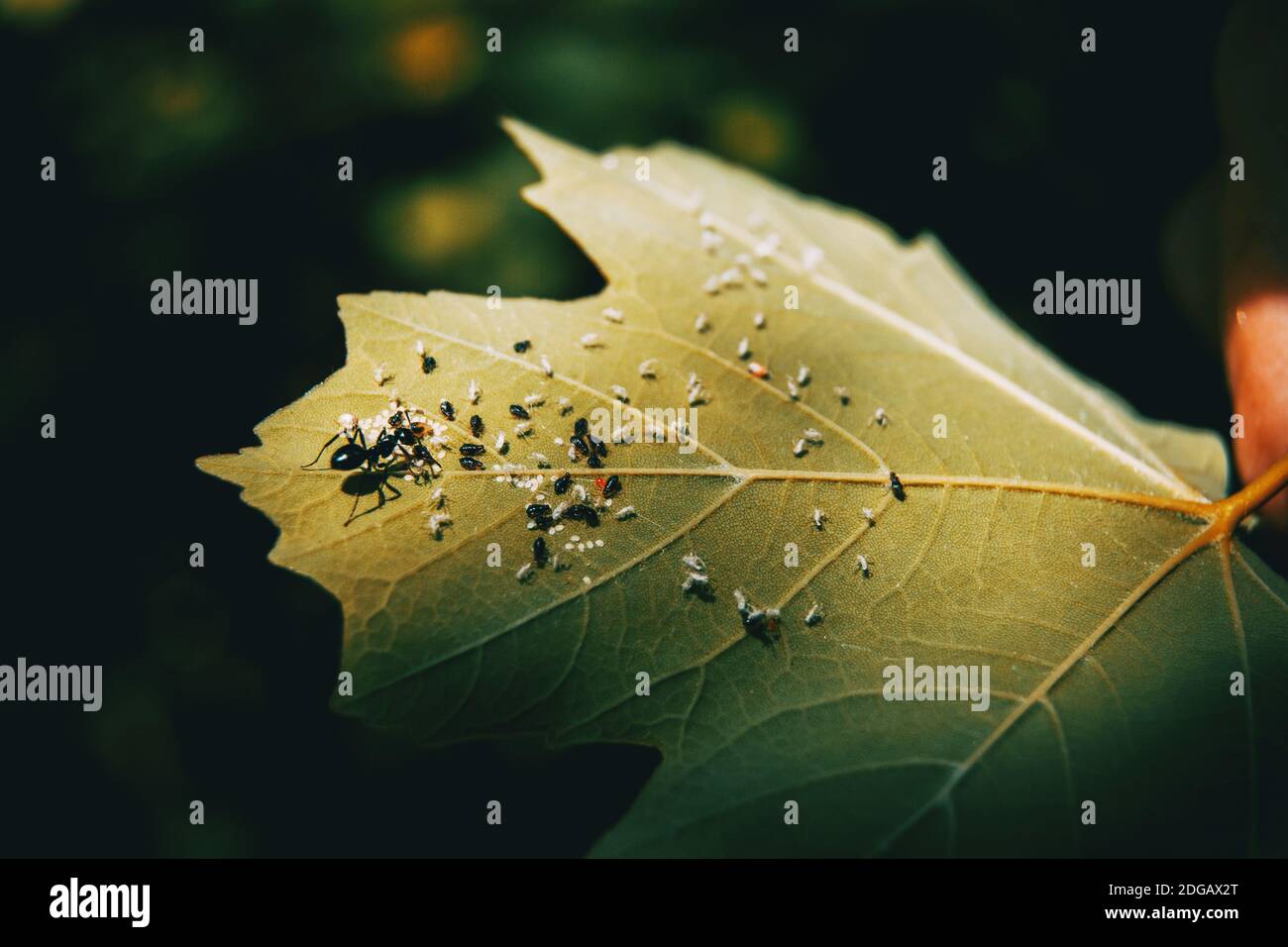 una formica che ha una fattoria di insetti altri su una giornata estiva di sole Foto Stock