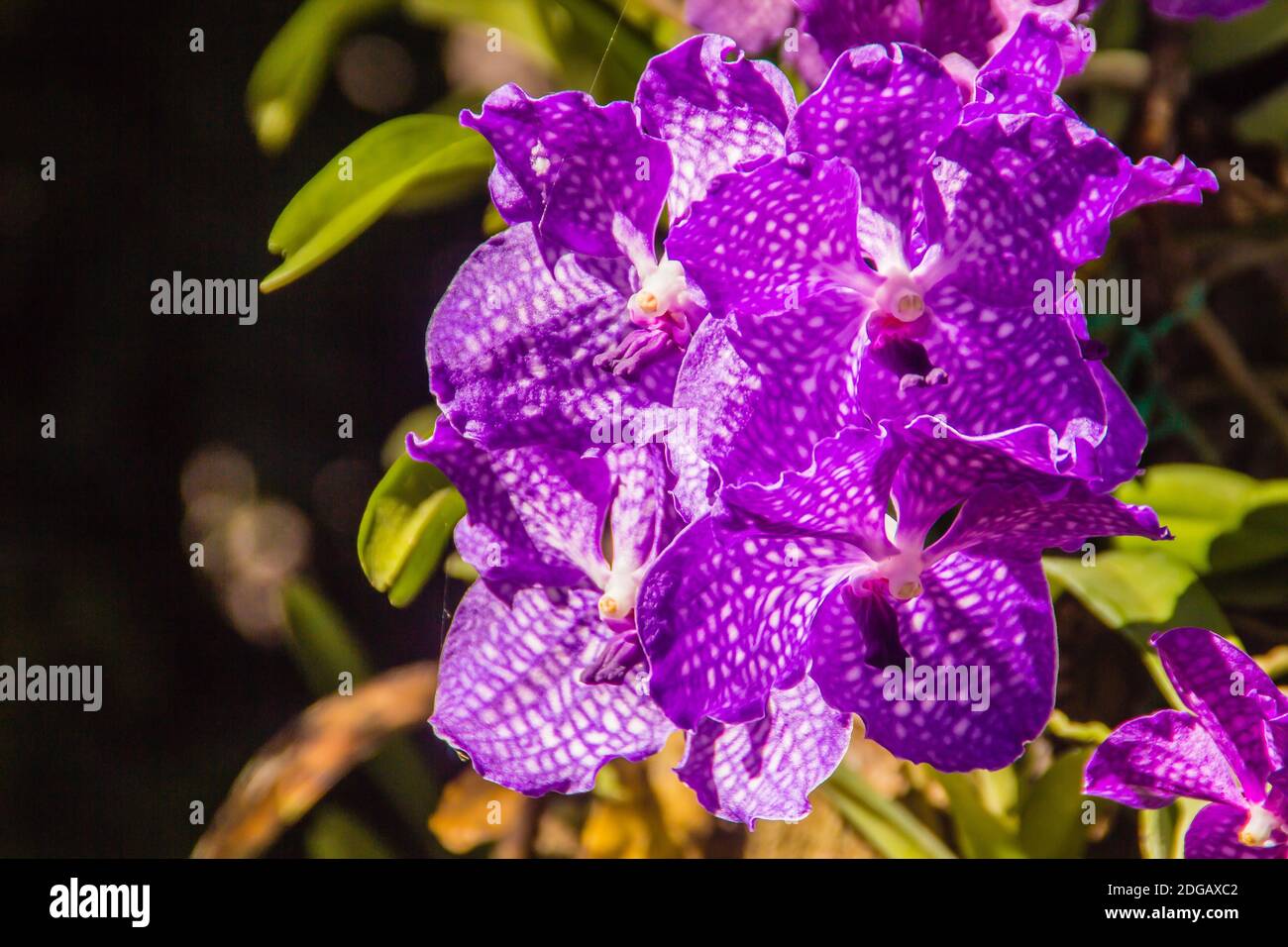 Vanda Sansai i fiori di orchidea blu sotto il sole sembrano orchidea viola . Vanda coerulea, comunemente conosciuta come orchidea blu, vanda blu o t di signora d'autunno Foto Stock