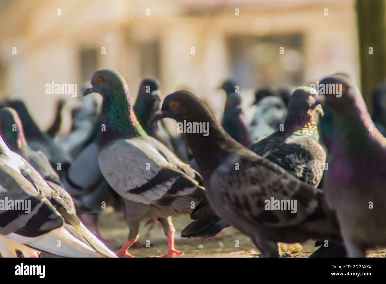 La Folla di piccione sulla strada pedonale a Bangkok, in Thailandia. Gruppo sfocata dei piccioni lotta per cibo, molti lotta piccioni vicino tempio in Tailandia Foto Stock