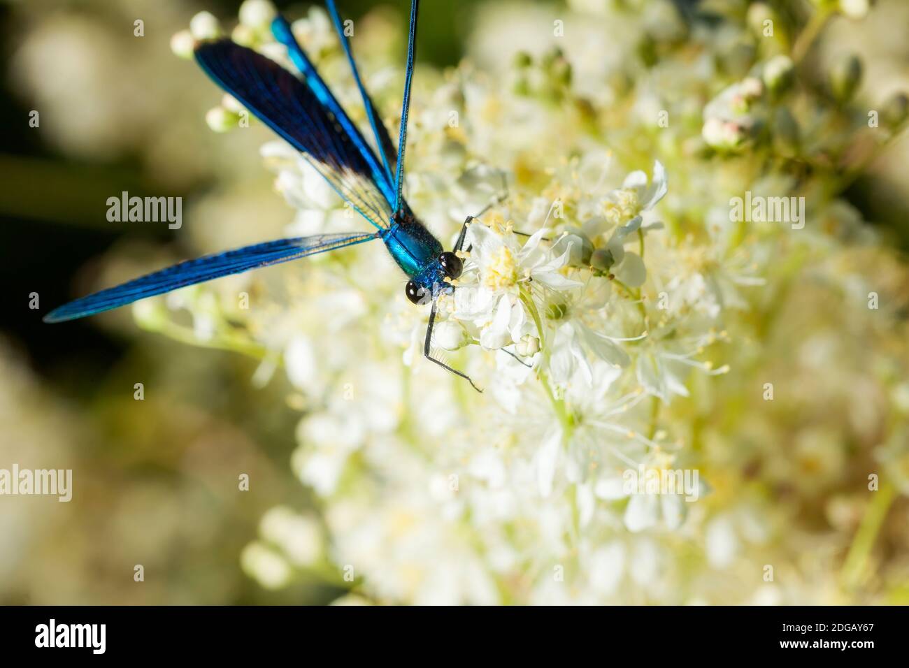 Libellula Foto Stock