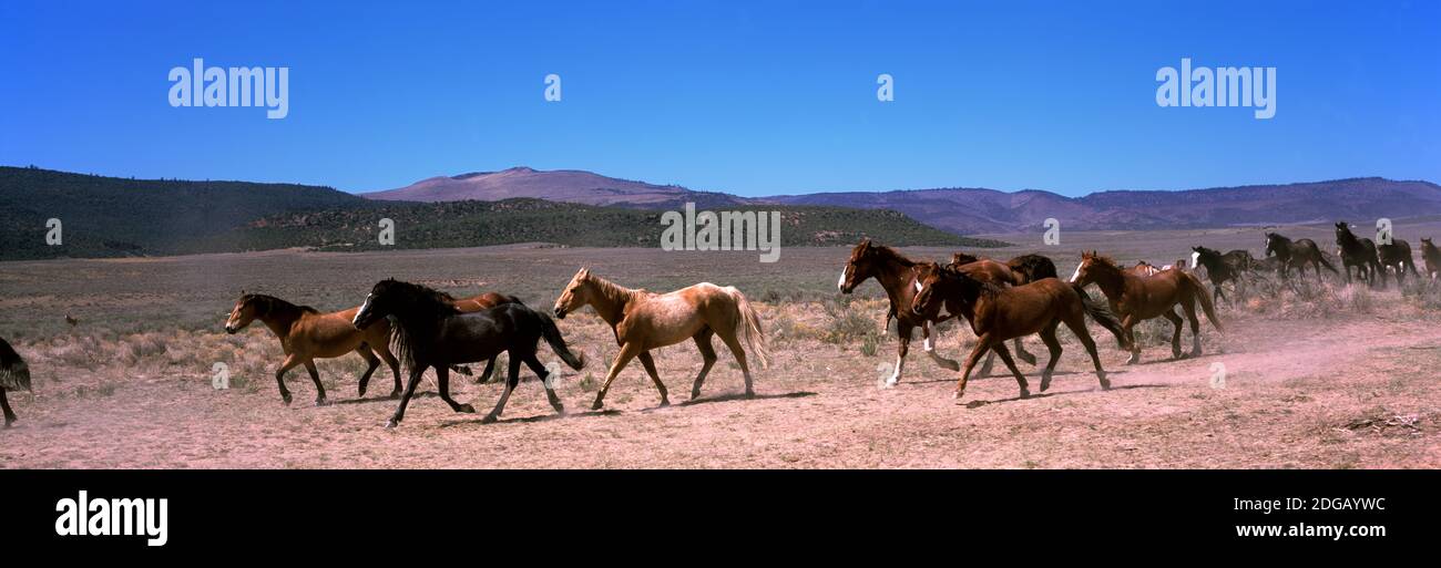 Cavalli che corrono in un campo, Colorado, Stati Uniti Foto Stock