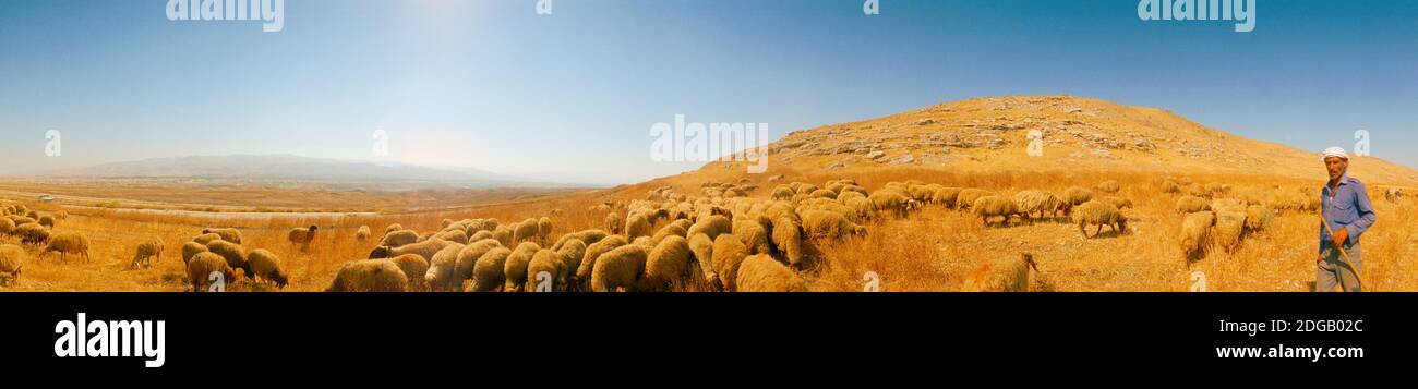 Pastore in piedi con gregge di pecore, Gerusalemme, Israele Foto Stock