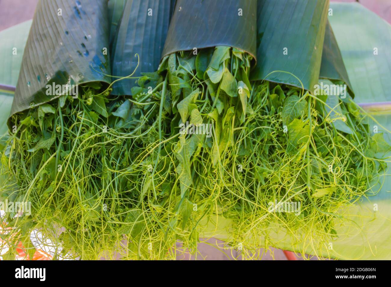 Germogli verdi di Chayote biologici per la vendita nel mercato locale. Chayote (Sechium edule) è una pianta commestibile conosciuta anche come christophine, cho-cho, sayote Foto Stock