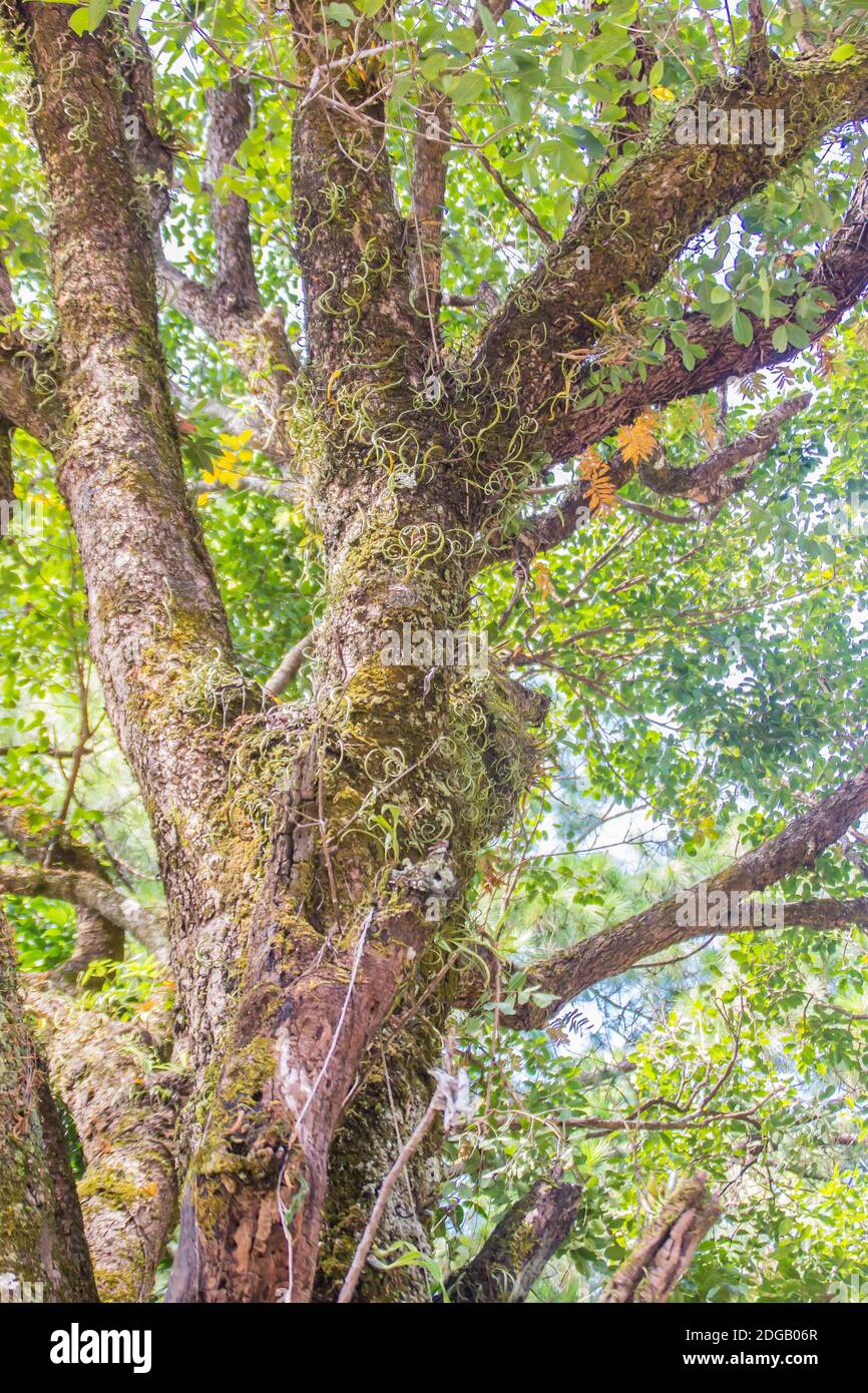 Struttura astratta del tronco di albero verde con sfondo mussoso. Foto Stock