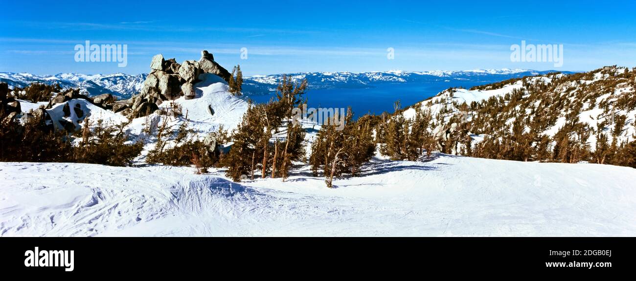 Alberi su un paesaggio coperto di neve, Heavenly Mountain Resort, Lake Tahoe, confine California-Nevada, Stati Uniti Foto Stock