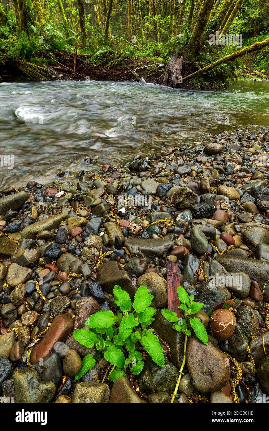 Redwood Forest Landscape nella bella California del Nord Foto Stock