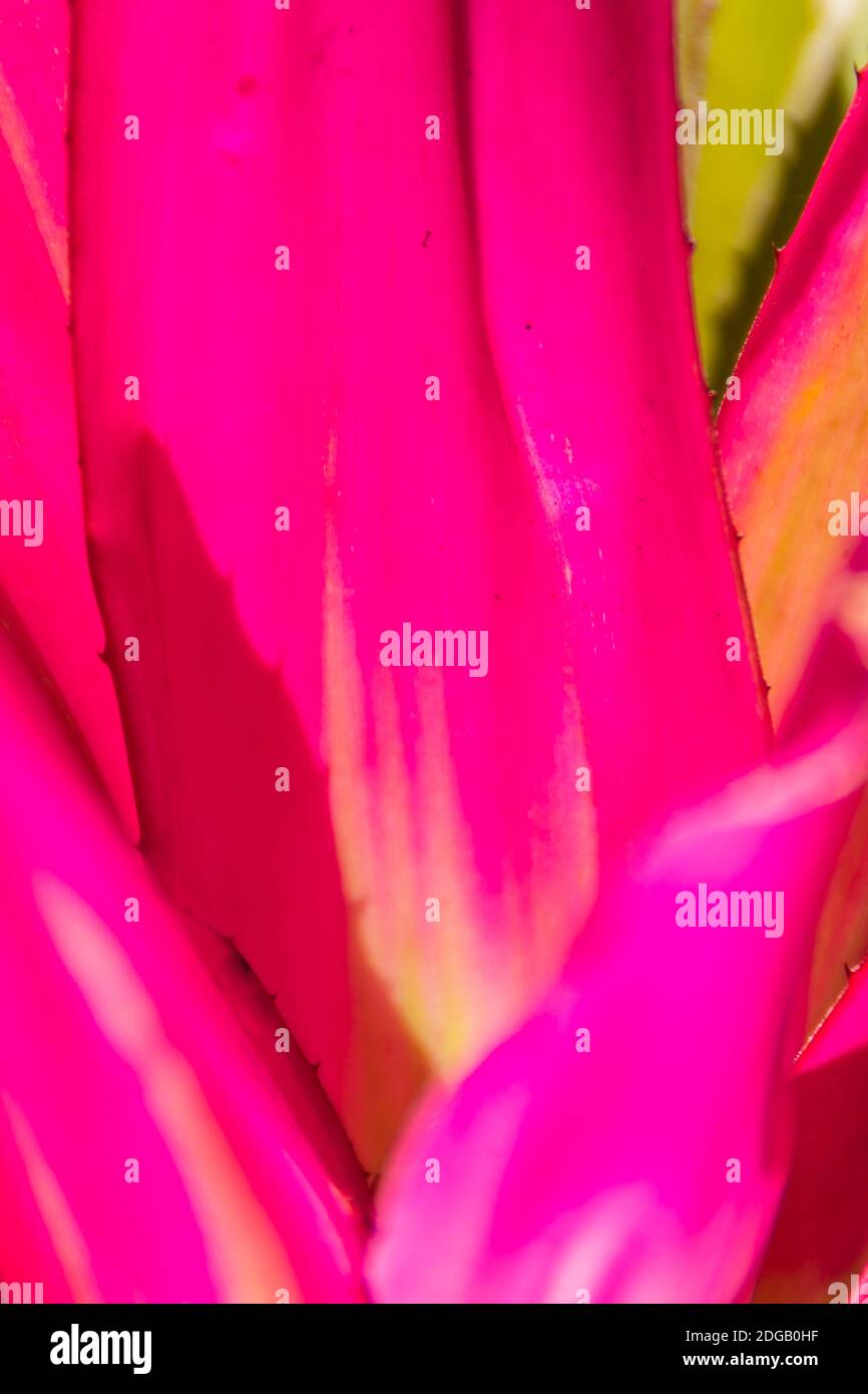 Rosa intenso di fasciata di aechmea ibrida o ananas bromeliade con sole al mattino. Pinky Neoregelia pianta per decorazione tropicale foresta pluviale giardino Foto Stock
