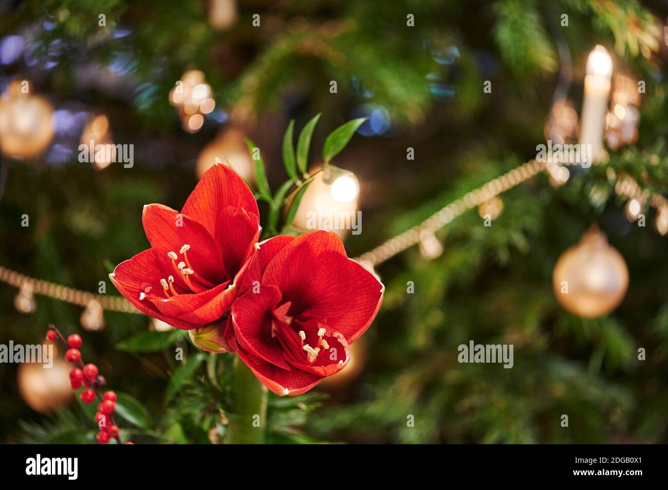 Bouquet di red Amaryllis (Amaryllidaceae), impianti genere San Giuseppe gigli (Hippeastrum), di fronte unfocussed lampade. Foto Stock