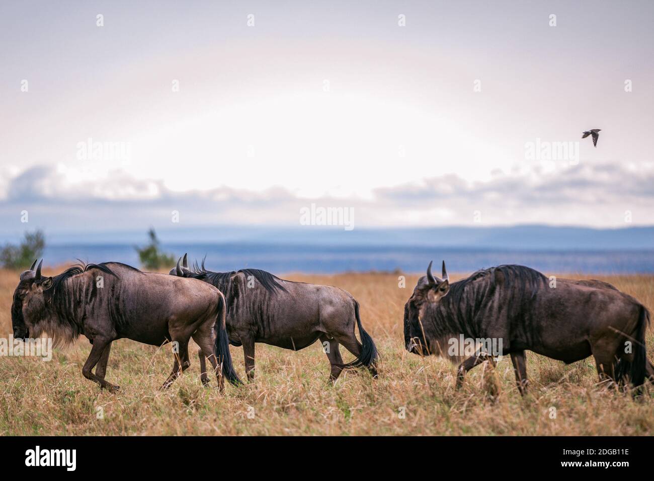 Tutti i tipi di animali selvatici nel parco della riserva nazionale Maasai Mara nella contea di Narok, Kenya Foto Stock