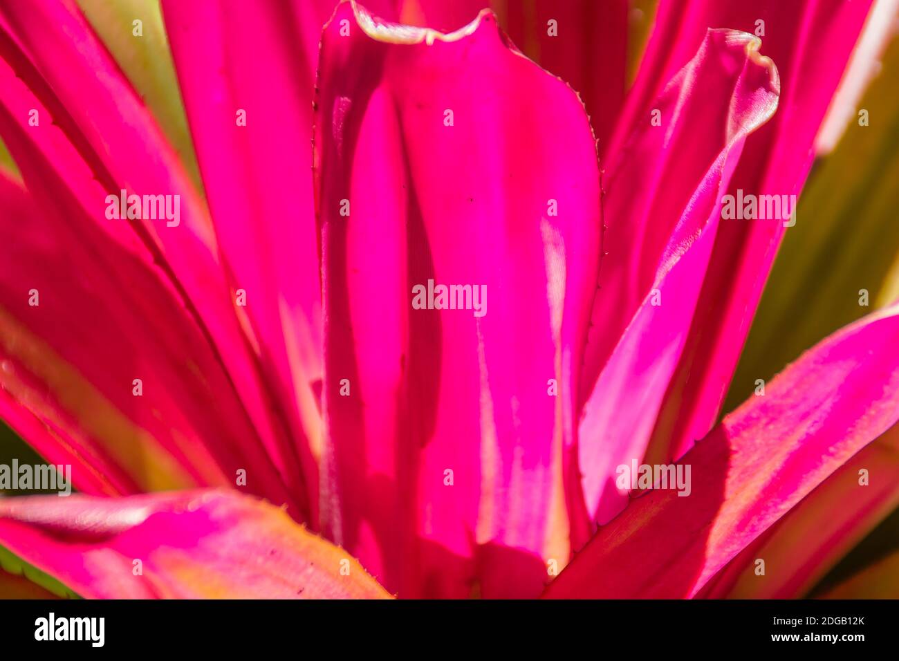 Rosa intenso di fasciata di aechmea ibrida o ananas bromeliade con sole al mattino. Pinky Neoregelia pianta per decorazione tropicale foresta pluviale giardino Foto Stock