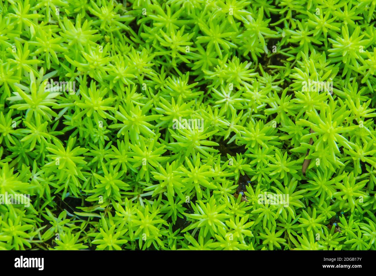 Sempreverdi goldmoss sedum per sfondo. Sedum acro, comunemente noto come goldmoss stonecrop, mossy stonecrop, goldmoss sedum, moring stonecrop e W. Foto Stock