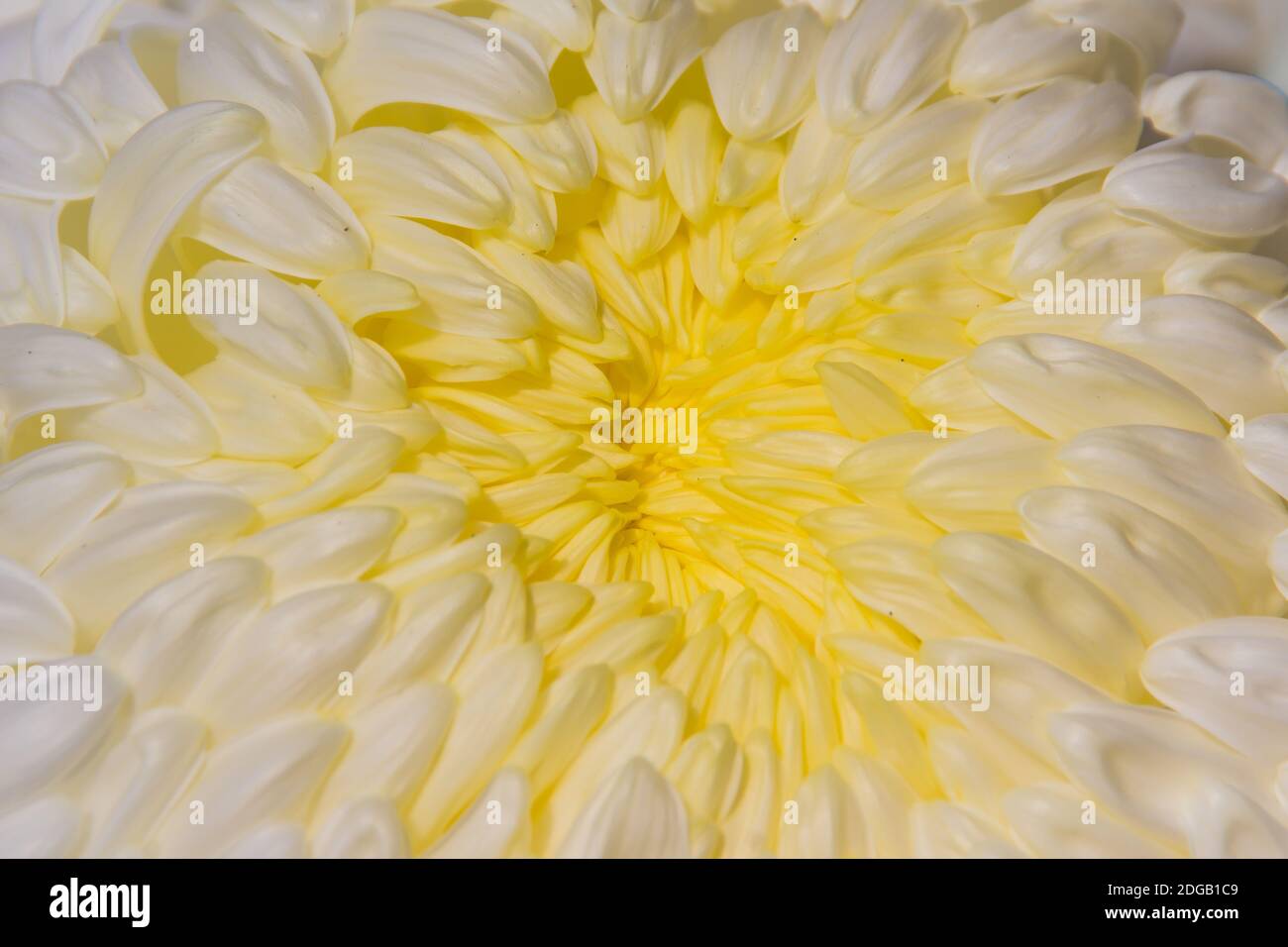 I bei fiori ibridi di Crisantemi, conosciuti anche come mums o crisanths, sono piante fiorenti del genere Chrysanthemum della famiglia Asteraceae. Th Foto Stock