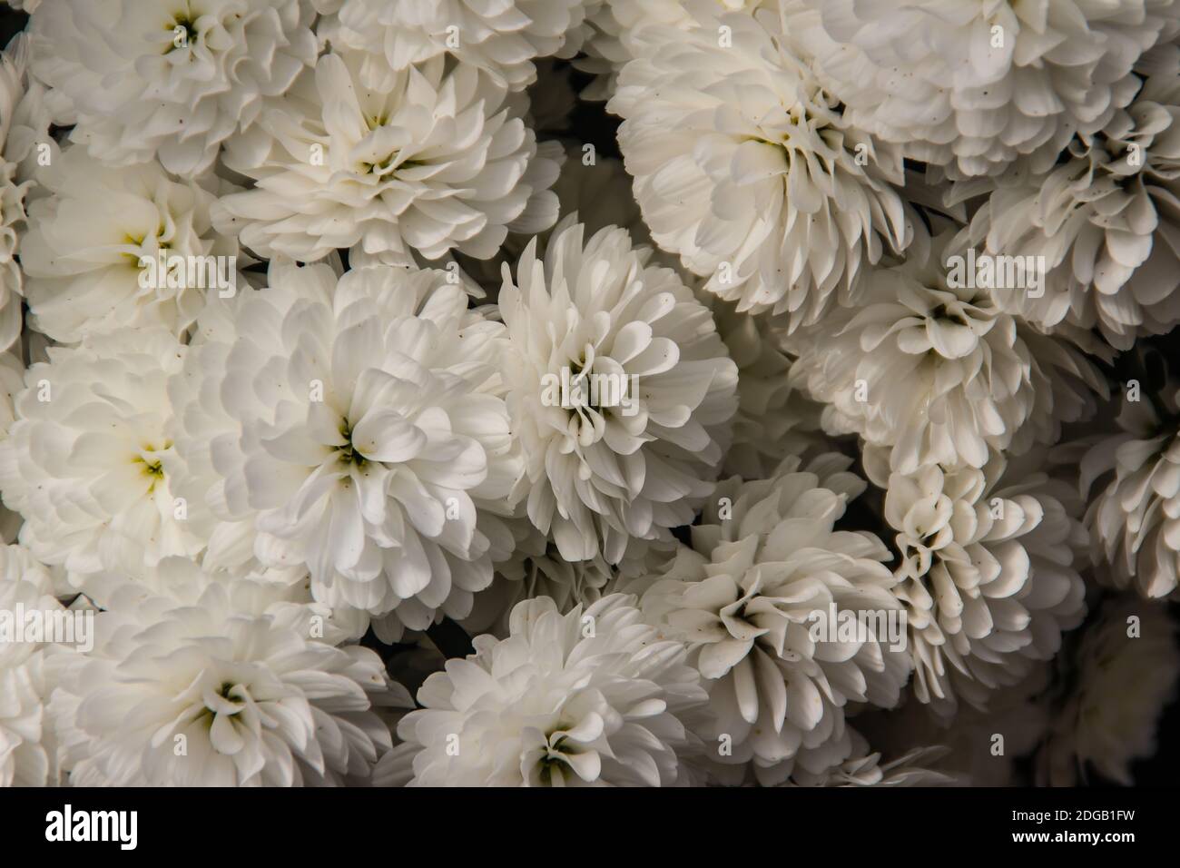 I bei fiori ibridi di Crisantemi, conosciuti anche come mums o crisanths, sono piante fiorenti del genere Chrysanthemum della famiglia Asteraceae. Th Foto Stock