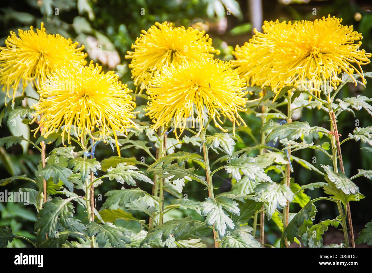 I bei fiori ibridi di Crisantemi, conosciuti anche come mums o crisanths, sono piante fiorenti del genere Chrysanthemum della famiglia Asteraceae. Th Foto Stock