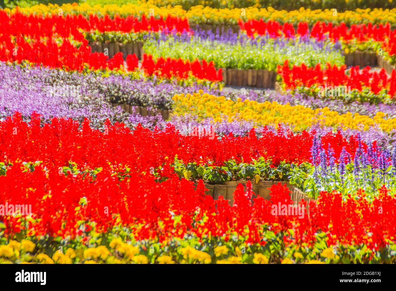 Fiori colorati al Mae Fah Luang Garden, Chiang Rai, Thailandia. Giardino di fiori invernali freddi come Salvia Petunia Begonia rose, fiori, auspiciou Foto Stock