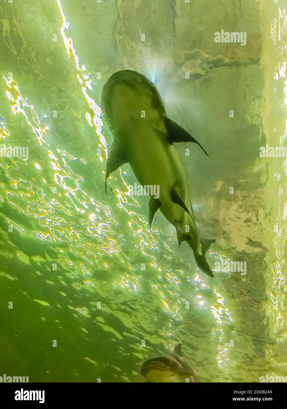 Il pesce gatto gigante di Mekong (Pangasianodon hypophthalmus), una grande specie di pesce gatto, criticamente minacciata, originaria del bacino del Mekong nel sud-est asiatico e. Foto Stock