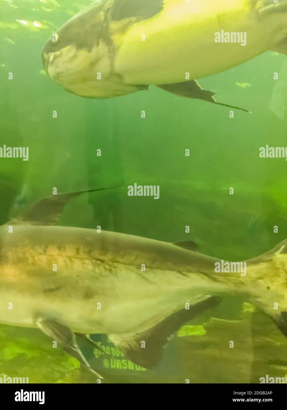 Il pesce gatto gigante di Mekong (Pangasianodon hypophthalmus), una grande specie di pesce gatto, criticamente minacciata, originaria del bacino del Mekong nel sud-est asiatico e. Foto Stock