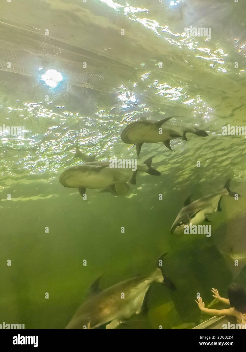 Il pesce gatto gigante di Mekong (Pangasianodon hypophthalmus), una grande specie di pesce gatto, criticamente minacciata, originaria del bacino del Mekong nel sud-est asiatico e. Foto Stock