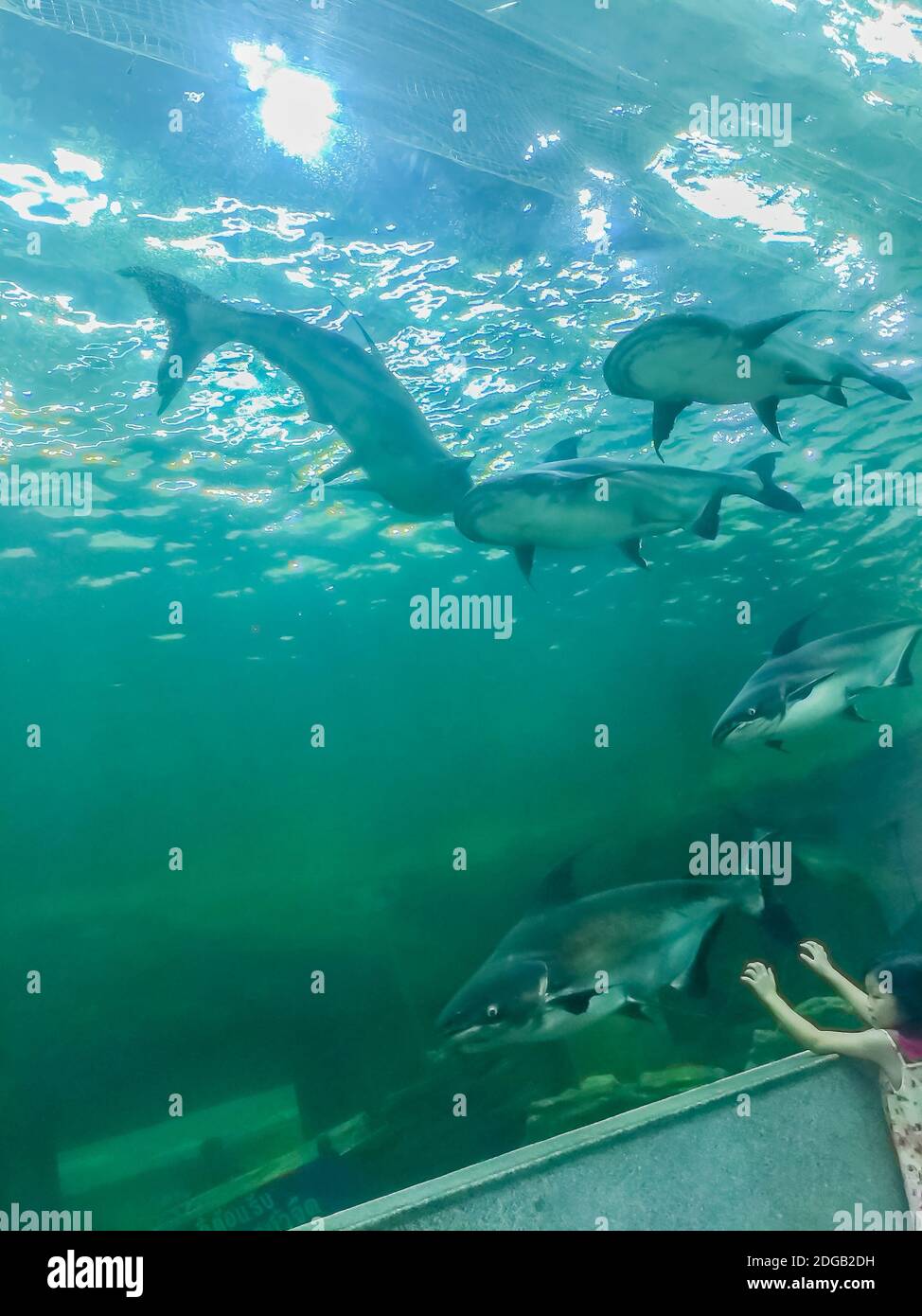 Il pesce gatto gigante di Mekong (Pangasianodon hypophthalmus), una grande specie di pesce gatto, criticamente minacciata, originaria del bacino del Mekong nel sud-est asiatico e. Foto Stock