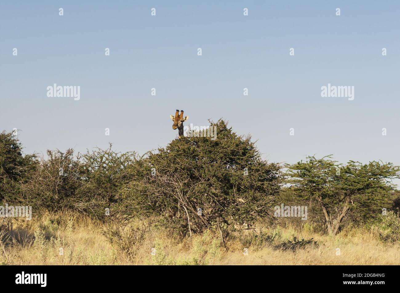 Giraffe che si affaccia su un albero nel Parco Nazionale di Etosha. Foto Stock