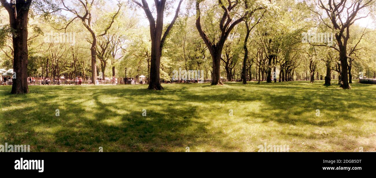Alberi e erba in un Central Park in primavera, New York City, New York state, Stati Uniti Foto Stock