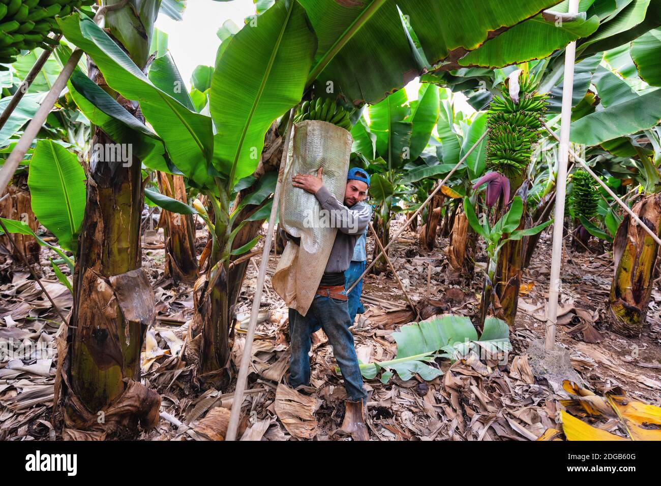 Tenerife, Spagna - 8 Gennaio 2019: i lavoratori il taglio di un grappolo di banane in una piantagione di Tenerife, Isole canarie, Spagna. Foto Stock