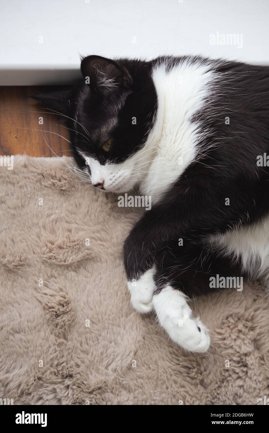 Divertente cute nero e bianco Tuxedo gatto sdraiato in sole su morbida coperta vicino alla finestra sul davanzale e guardando alla telecamera Foto Stock