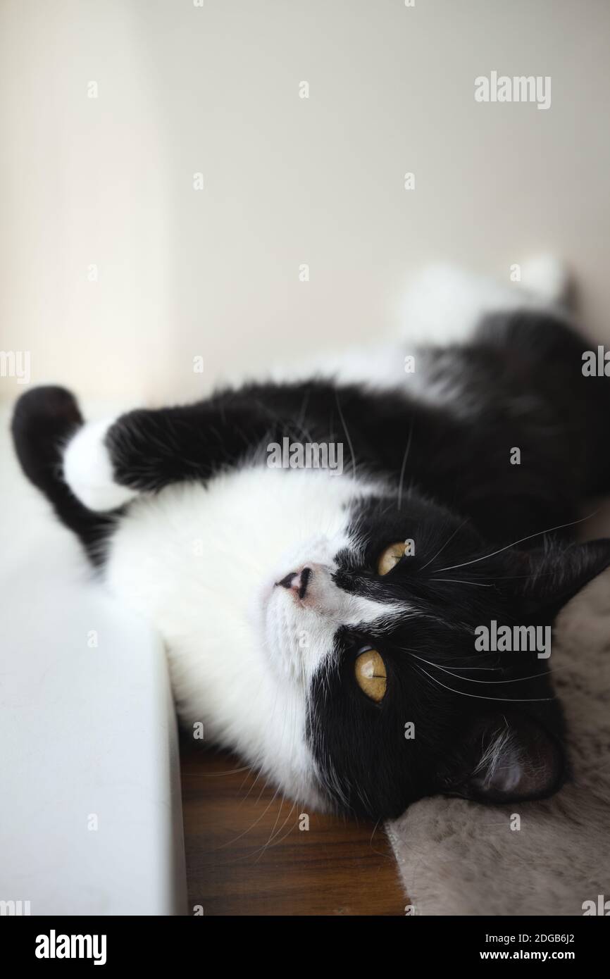 Divertente cute nero e bianco Tuxedo gatto sdraiato in sole su morbida coperta vicino alla finestra sul davanzale e guardando alla telecamera Foto Stock