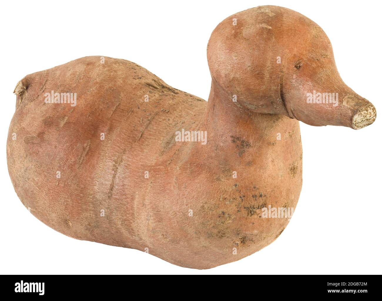 Ipomoea batatas intaglio Foto Stock