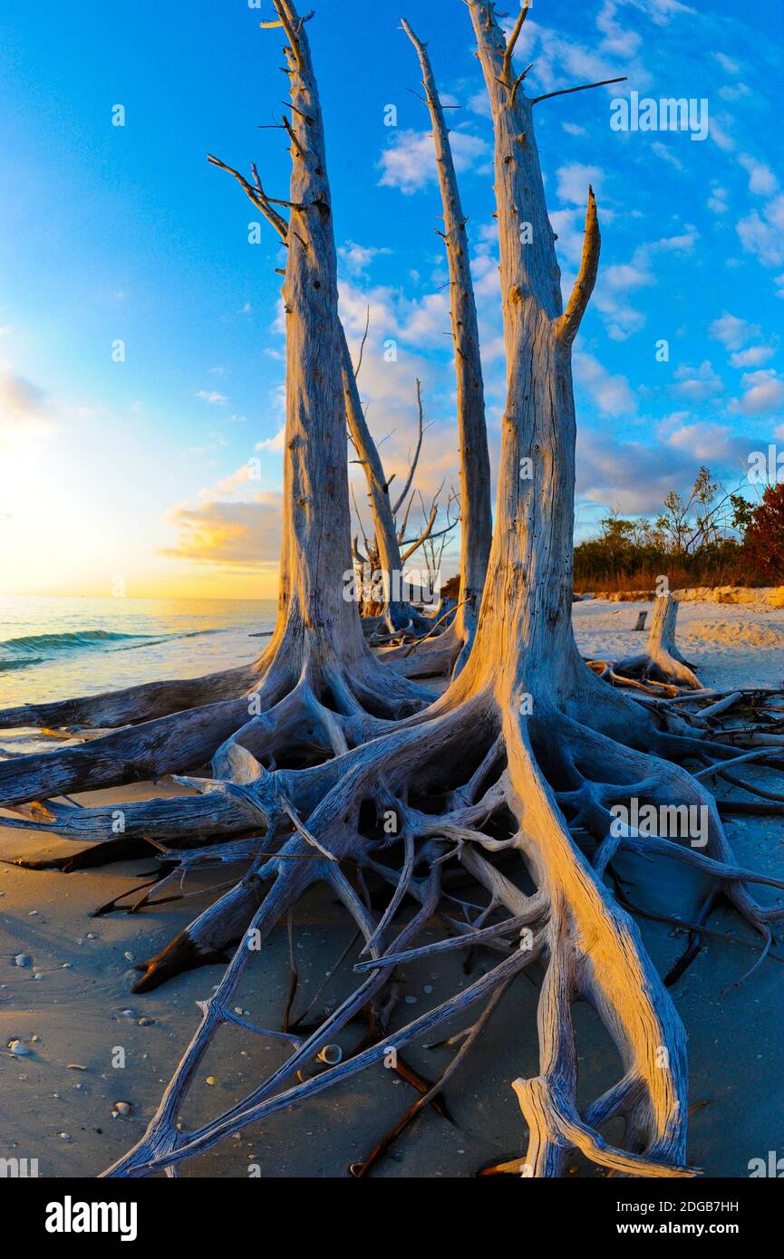Alberi morti sulla spiaggia al tramonto, Lovers Key state Park, Lee County, Florida, Stati Uniti Foto Stock