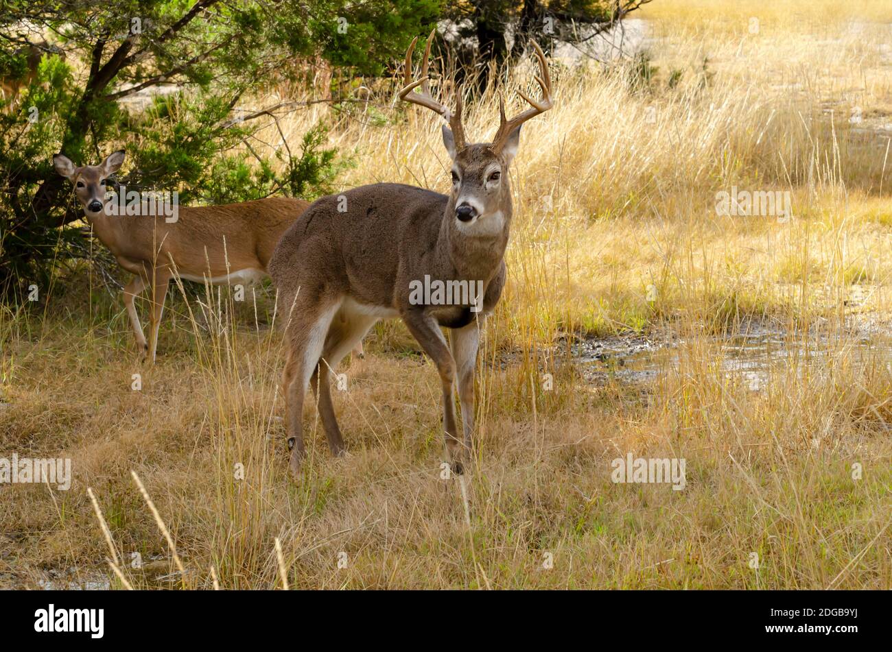 grande coda bianca buck nel selvaggio Foto Stock