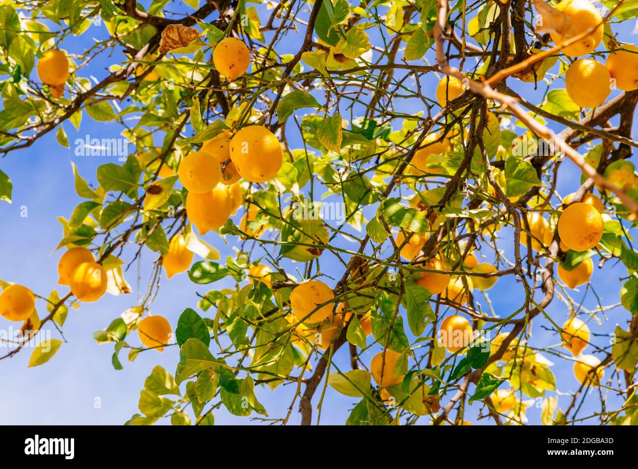 Alberi di arancio in Plaza de Andalucia - Piazza Andalusia. Gli alberi di arancio sono ampiamente usati per ornamento di strada e per fornire ombra. Benamahoma, Gra Foto Stock