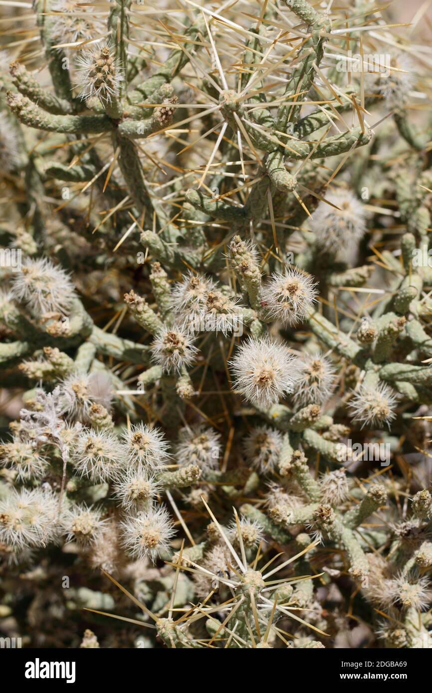 Frutta secca spinosa verde immatura, Cholla sottile, Cylindropuntia Ramosissima, Cactaceae, arbusto nativo, Palme Twentinine, deserto del Mojave meridionale, Estate. Foto Stock