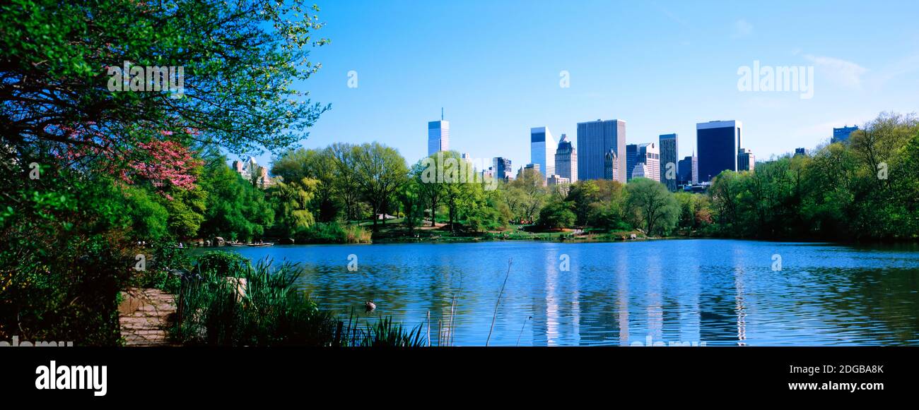 Tartarughe nel lago, Central Park, Manhattan, New York City, New York state, USA Foto Stock